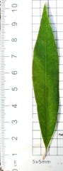 Tristaniopsis laurina