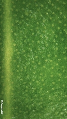 Tristaniopsis laurina