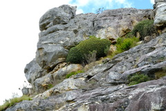 Oldenburgia paradoxa