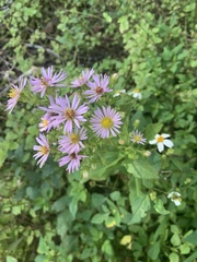 Symphyotrichum elliottii