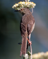 Prinia maculosa maculosa