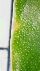 Tristaniopsis laurina