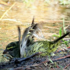 Crithagra scotops umbrosa