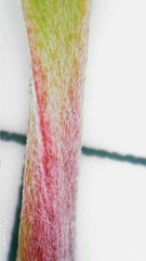 Tristaniopsis laurina