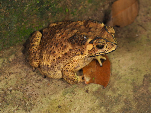 Asian Common Toad