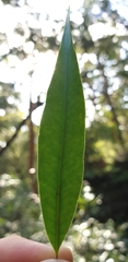 Tristaniopsis laurina