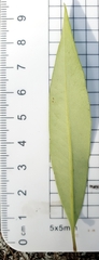 Tristaniopsis laurina