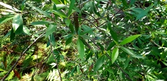 Tristaniopsis laurina
