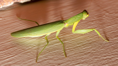 Orthodera ministralis