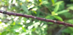 Tristaniopsis laurina