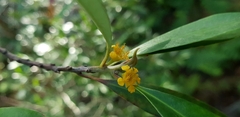 Tristaniopsis laurina