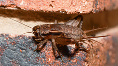 Teleogryllus commodus