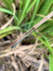 Hemistigma albipunctum