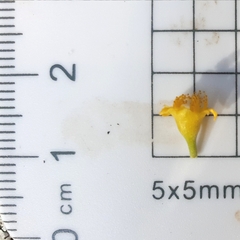 Tristaniopsis laurina