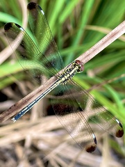 Hemistigma albipunctum