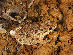 Fejervarya limnocharis