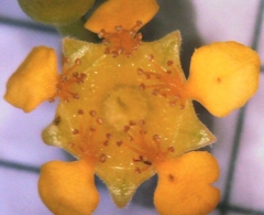 Tristaniopsis laurina