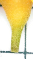 Tristaniopsis laurina