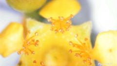 Tristaniopsis laurina