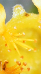 Tristaniopsis laurina