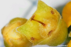 Tristaniopsis laurina