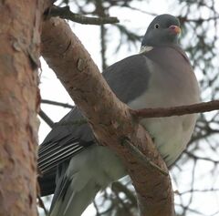 Columba palumbus
