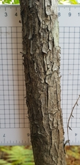 Tristaniopsis laurina