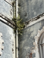 Pleopeltis polypodioides