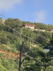 Patagioenas squamosa