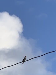 Patagioenas squamosa