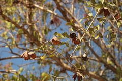 Bignonieae