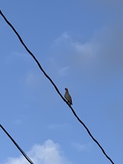 Patagioenas squamosa