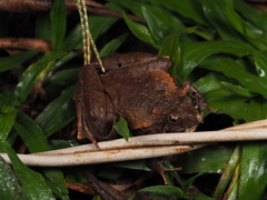 Microhyla berdmorei