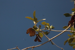 Bignonieae