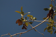 Bignonieae