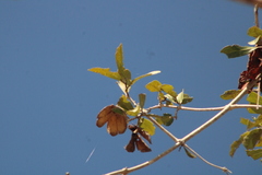 Bignonieae