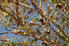Bignonieae