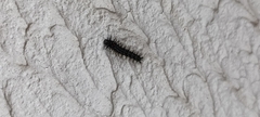Nymphalidae