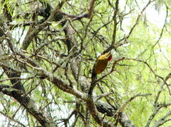 Piculus chrysochloros