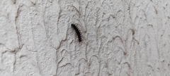 Nymphalidae