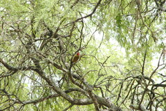 Piculus chrysochloros