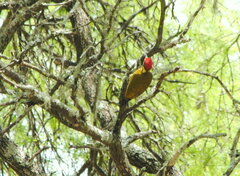 Piculus chrysochloros