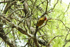 Piculus chrysochloros