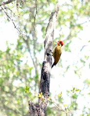 Piculus chrysochloros