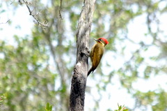 Piculus chrysochloros