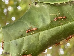 Oecophylla longinoda