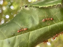 Oecophylla longinoda