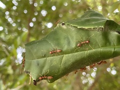 Oecophylla longinoda
