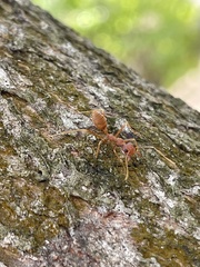 Oecophylla longinoda
