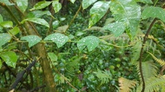 Passiflora bogotensis